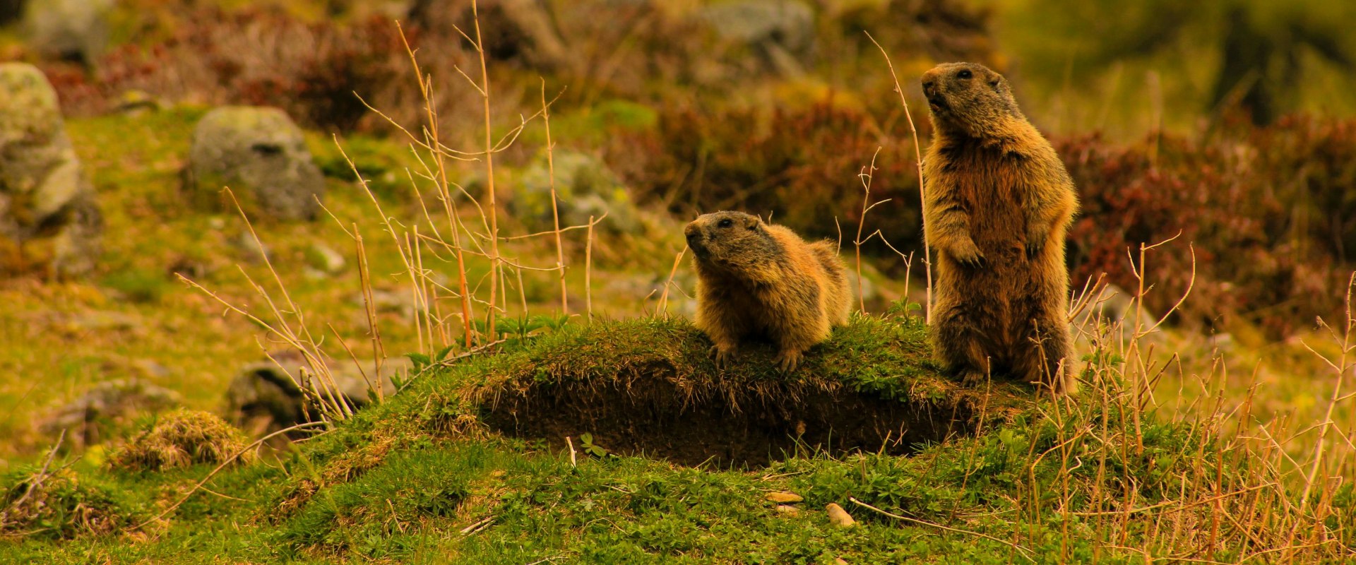 Wildlife Removal Service: A Must-have For Maintaining Pristine Residential Landscaping In Murfreesboro