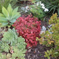 Designing a Drought-Tolerant Landscape: How to Choose the Right Mulch